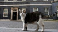 ‘First feline’ Larry marks 15 years as Britain’s political top cat