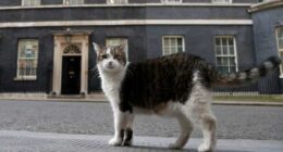 ‘First feline’ Larry marks 15 years as Britain’s political top cat