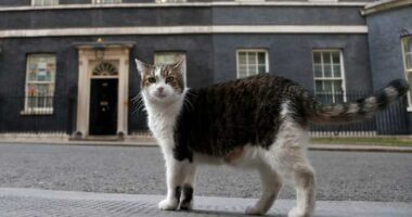 ‘First feline’ Larry marks 15 years as Britain’s political top cat