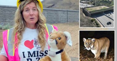 Â Wallis Annenberg Wildlife Crossing costs $114M