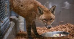 A red fox stows away on cargo ship, traveling from England to US