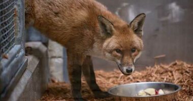 A red fox stows away on cargo ship, traveling from England to US