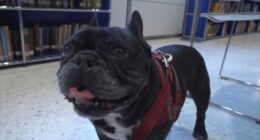 AKC Favorite Dog Breeds: French bulldog frenzy may be cooling in US, but dachshunds are riding high