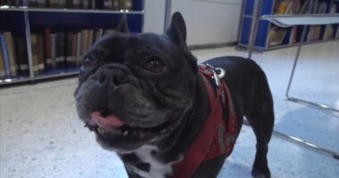 AKC Favorite Dog Breeds: French bulldog frenzy may be cooling in US, but dachshunds are riding high