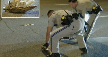 Adorable owl rescued after taking nosedive onto busy SoCal roadway