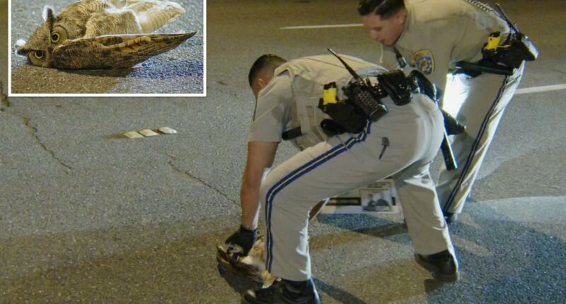 Adorable owl rescued after taking nosedive onto busy SoCal roadway