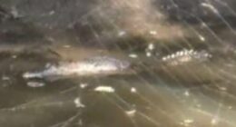 Alarm as crocodile is spotted behind a Bunnings