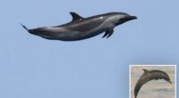 Beloved sea mammal dubbed 'Michael Jordan' with insane act confirming the wonder of nature