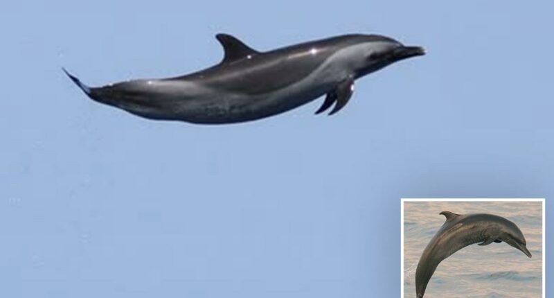 Beloved sea mammal dubbed 'Michael Jordan' with insane act confirming the wonder of nature