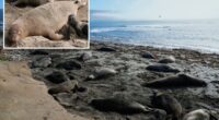 Bird flu outbreak in California Bay Area elephant seals
