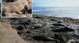 Bird flu outbreak in California Bay Area elephant seals