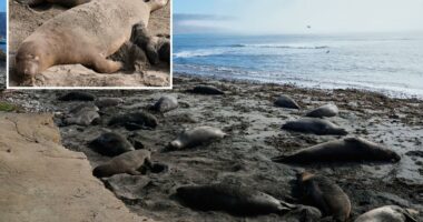 Bird flu outbreak in California Bay Area elephant seals