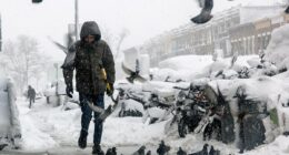 Bizarre reason you never see a baby pigeon revealed