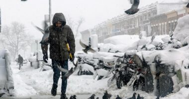 Bizarre reason you never see a baby pigeon revealed