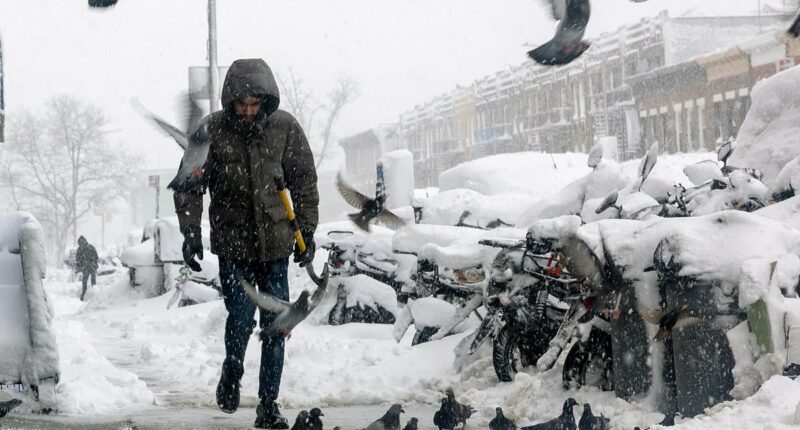 Bizarre reason you never see a baby pigeon revealed