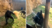 Bonobo lunges at guests, cracking glass enclosure at Memphis Zoo, shocking video shows
