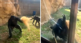 Bonobo lunges at guests, cracking glass enclosure at Memphis Zoo, shocking video shows