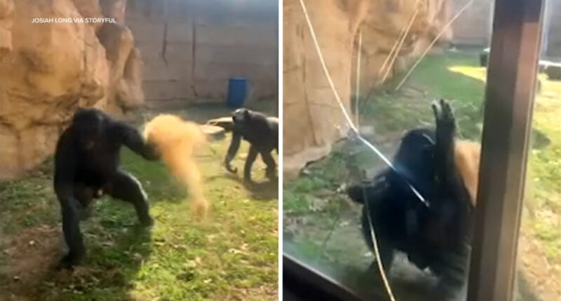 Bonobo lunges at guests, cracking glass enclosure at Memphis Zoo, shocking video shows