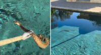California heat wave causing surge in rattlesnakes