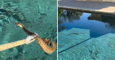 California heat wave causing surge in rattlesnakes