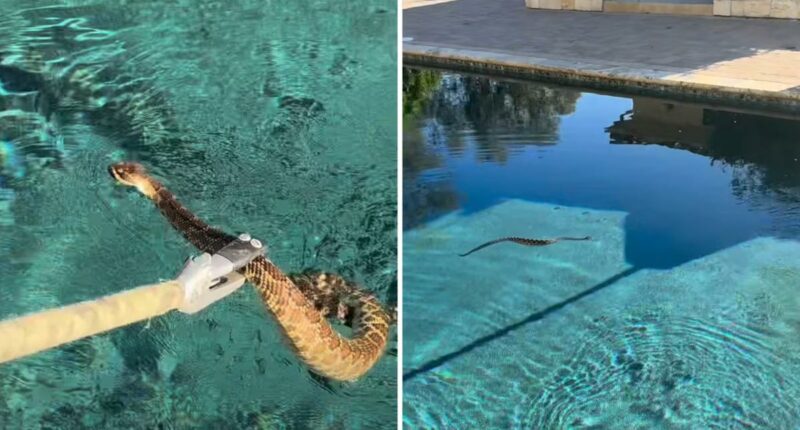 California heat wave causing surge in rattlesnakes