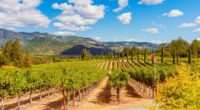 California wine industry on its knees