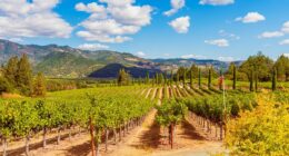 California wine industry on its knees