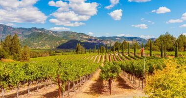 California wine industry on its knees