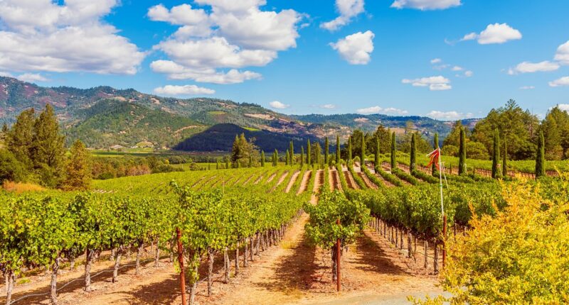 California wine industry on its knees