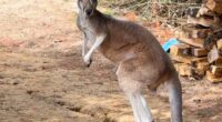 Chesney the kangaroo scales tall fence and flees petting zoo for three days on the lam