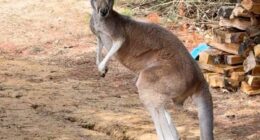 Chesney the kangaroo scales tall fence and flees petting zoo for three days on the lam