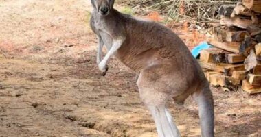 Chesney the kangaroo scales tall fence and flees petting zoo for three days on the lam