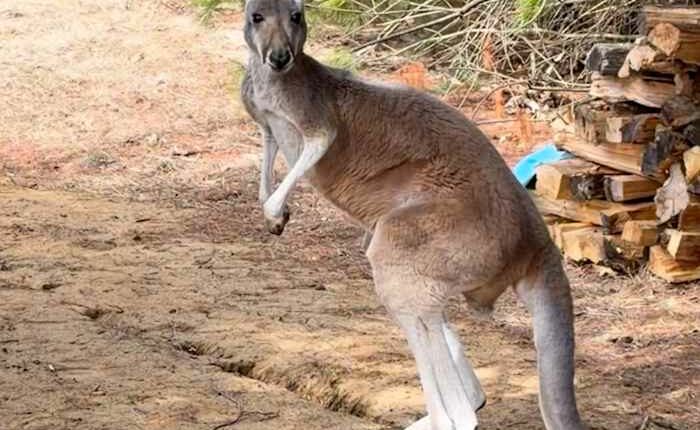 Chesney the kangaroo scales tall fence and flees petting zoo for three days on the lam