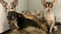 Chihuahuas survive Hemet house fire, now they need a forever home