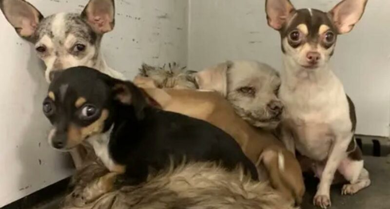 Chihuahuas survive Hemet house fire, now they need a forever home