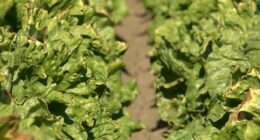 Colorado River management plans to be determined by government after negotiations stall