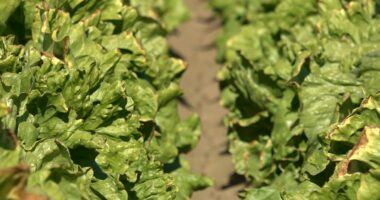 Colorado River management plans to be determined by government after negotiations stall