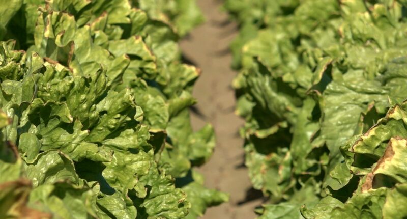 Colorado River management plans to be determined by government after negotiations stall