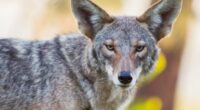 Coyotes roam LA streets, from Santa Monica to Playa del Rey