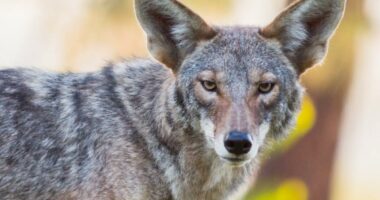 Coyotes roam LA streets, from Santa Monica to Playa del Rey