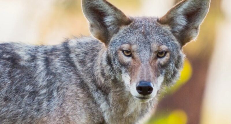 Coyotes roam LA streets, from Santa Monica to Playa del Rey