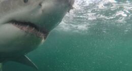 Deadly unprovoked shark attacks rise 125% globally in 2025: study