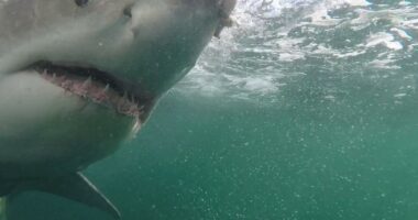 Deadly unprovoked shark attacks rise 125% globally in 2025: study