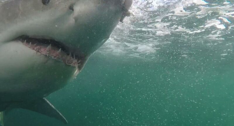 Deadly unprovoked shark attacks rise 125% globally in 2025: study