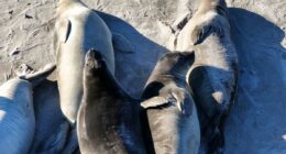 Deadly virus outbreak jumps hundreds of miles across California to infect more victims