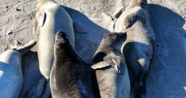 Deadly virus outbreak jumps hundreds of miles across California to infect more victims