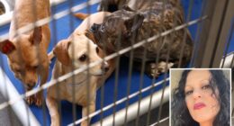 Defiant animal hoarder breaks silence after hundreds of dogs and cats seized from home in one of largest rescues ever