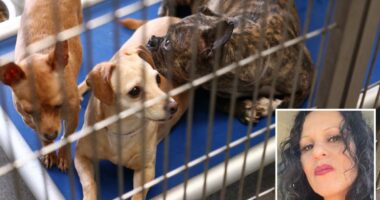 Defiant animal hoarder breaks silence after hundreds of dogs and cats seized from home in one of largest rescues ever