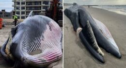 Experts find cause of death for whale washed up on Rockaway beach