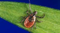 Experts warn of rising tick-borne illness that is more of a threat than Lyme disease